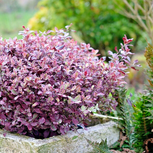 Pittosporum ten bannow - pittosporum, 'bannow