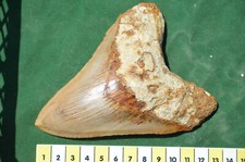 Beautiful, BIG 5.1"  Megalodon