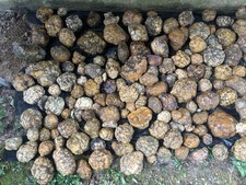 5-8 Lbs Kentucky Geodes/agates