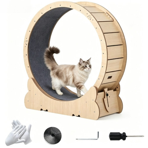 Cat exercise wheel - cat,
