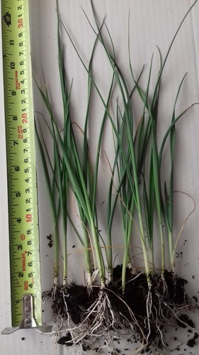 Bare rooted leek plug - 20,