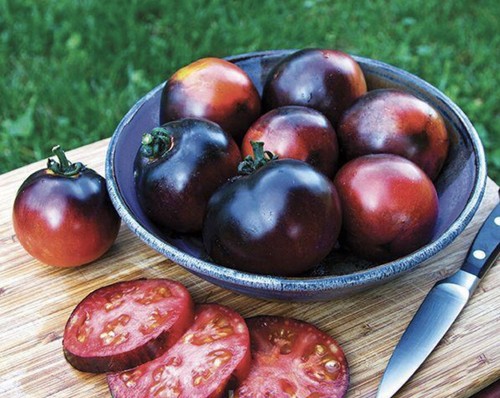 Tomato indigo rose - tomato, black