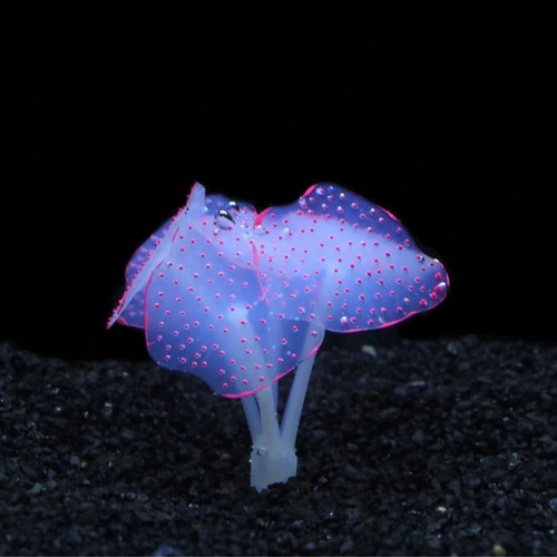 Glowing silicone coral - glowing,