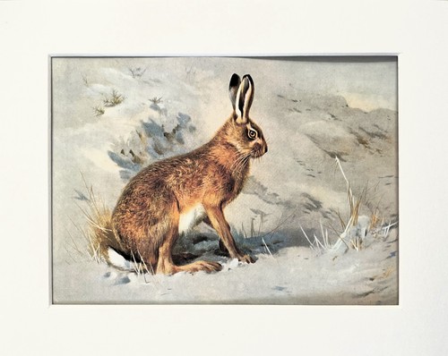 Common hare archibald - hare,