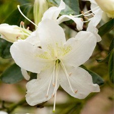 Rhododendron Plant, Geisha White, evergreen shrub, white spring blooms, 9cm pot