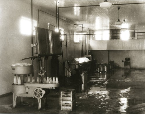 Old time milk bottling - old,