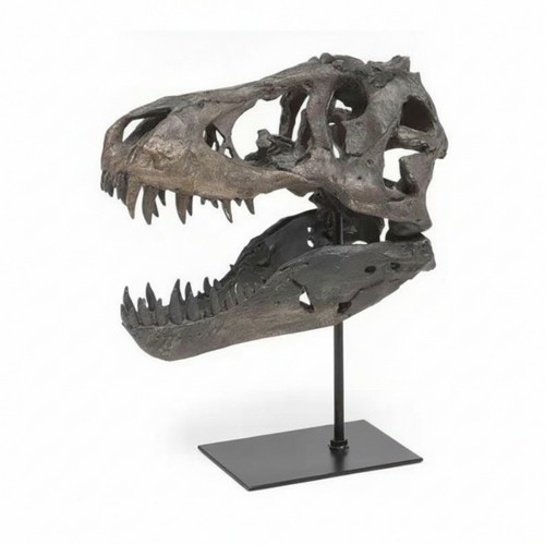 Resin dinosaur skull open jaw - resin,