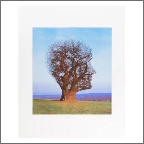 Pink floyd tree half life - floyd,