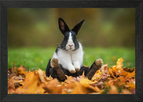 Siting rabbit framed wall art - siting,