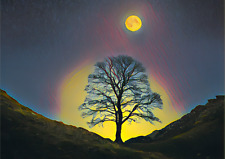 GREETING CARD - The Sycamore Gap Tree in Northumberland At Night.
