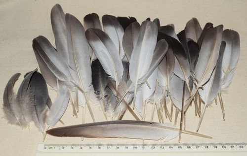 Wild bird feathers - over, 100