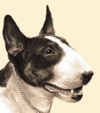 ENGLISH BULL TERRIER dog
