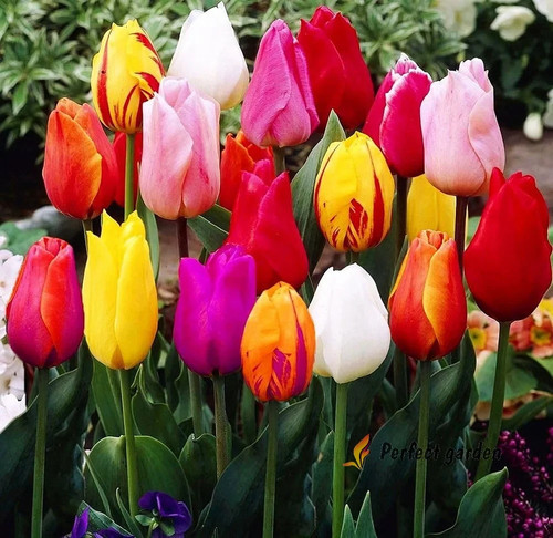 Bulbs tulip mixed spring - 10,