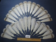 28 Pcs Natural  Turkey Tail