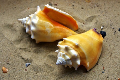 Conch primrose sea shells - conch,