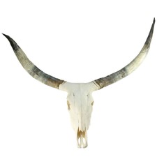 Genuine Cattle Skull with Long