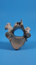 Red deer cervid - cervid, vertebra