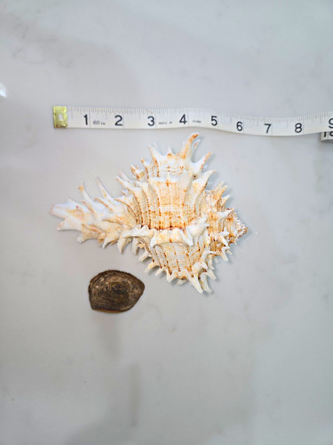 Giant eastern murex hexaplex - eastern,