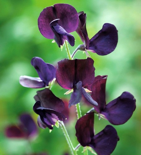 Sweet pea black knight 10 - 'black, knight'