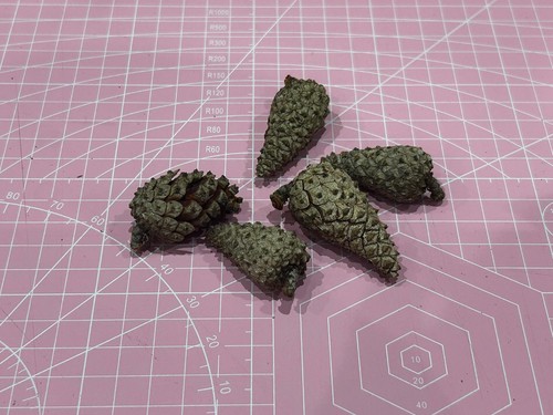 Five conifer pine fir - , cones