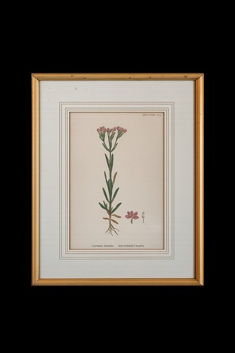 Original victorian botanical - victorian,