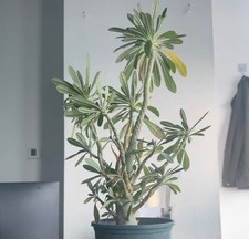 Dia 4.5cm Tall 48cm+ Rare