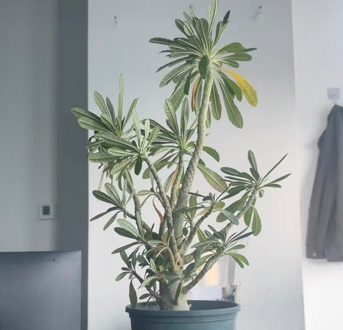 Dia 5cm tall 48cm - 4.5cm,
