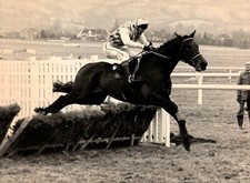 Original Press Photo Horse