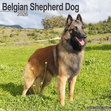 Belgian Shepherd Dog 2026