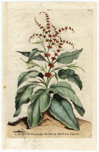 Antique botanical - antique,