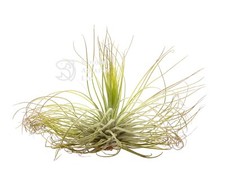 Tillandsia Magnusiana Live air