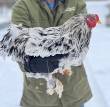 6 eggs of BLUE SPLASH BRAHMA