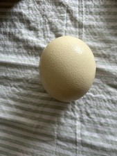 Ostrich Egg Blown Out