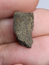 T-REX Dinosaur Fossil From Lance Formation. Fantastic Xmas Gift! Ref155