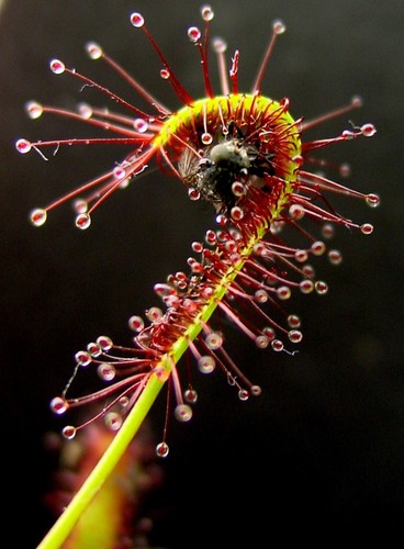 Drosera capensis cape sundew - ,