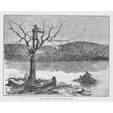 CANADA Moose Calling by Night