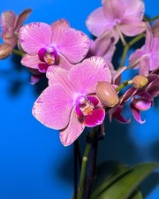Phalaenopsis ‘Pirate
