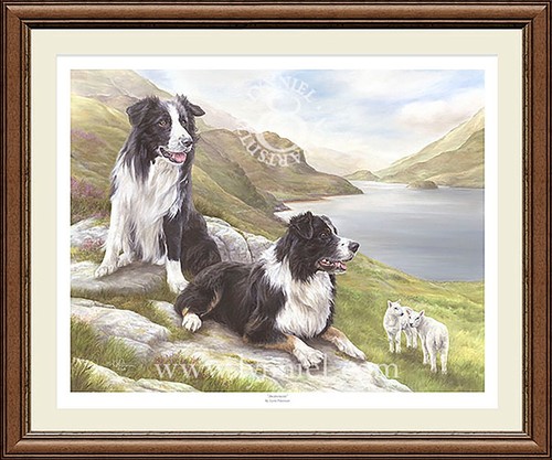 Border collies dog print - collies,