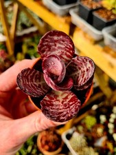 Kalanchoe Humilis | The Baby