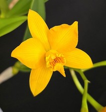 Mini Cattleya Hybrid Yellow