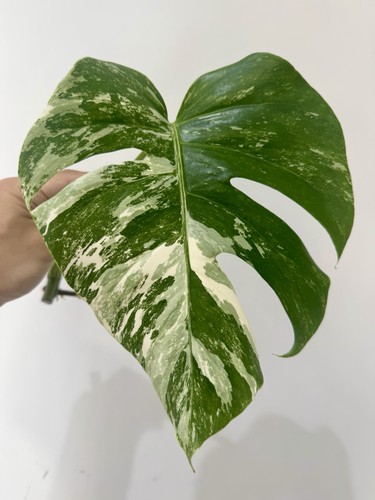Variegated monstera albo - variegated,