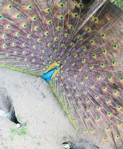 Natural real peacock - real,