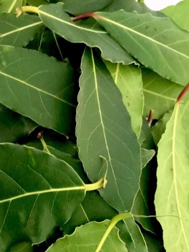 Fresh organic bay - 50,