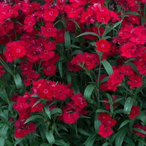 9cm plant dianthus - x, plant.