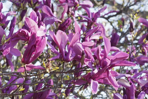 Magnolia susan 9cm - 'susan', pot