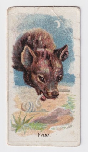 Cigarette card n25 - cigarette,