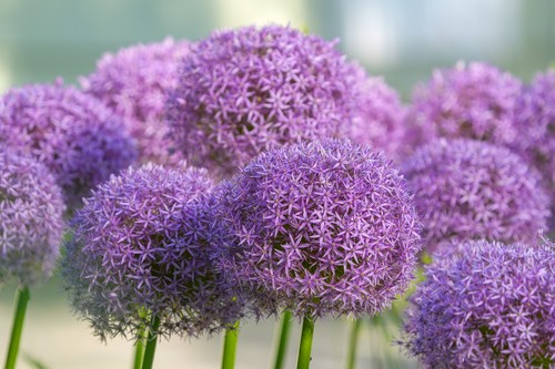 Allium purple sensation bulbs - allium,
