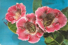 Picture Postcard> Flowers, Sinningia Speciosa, 'Gloxinia'
