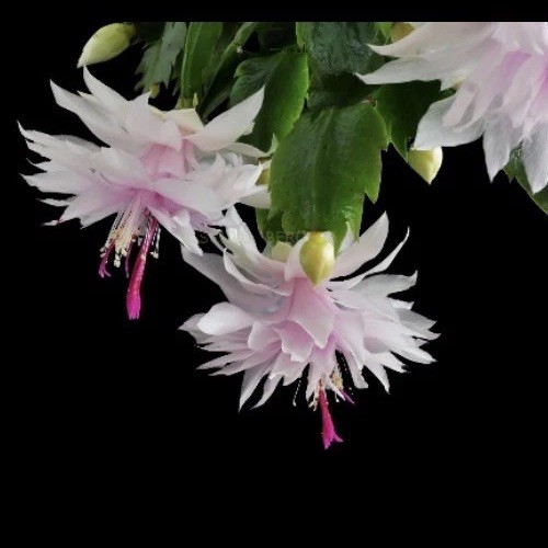 Schlumbergera branca dobrada - schlumbergera,