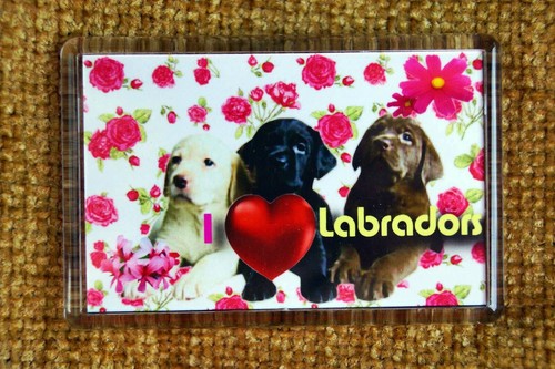 Labrador gift dog fridge - labrador,